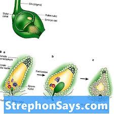 Motilitas sperma yang buruk dapat berpengaruh negatif pada kesuburan pria. Perbezaan Antara Pemupukan Double Dan Triple Fusion Perbezaan Antara 2021