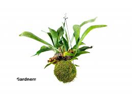 Image result for parožnatka Platycerium