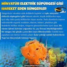 Sungerlerin Vucutlari Ufak Deliklerle Kaplidir Ve Tipki Minyatur Elektrik Supurgeleri Gibi Hakaret Ederek Kucuk Deliklerden Hakaret Organik Madde Minyaturler