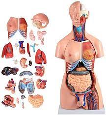 Amazon.co.jp: 二つの乳房のセックスモデル85センチメートル（40分の23分割）、人体解剖学（サイズ,40個）のモデルモデル取り外し可能な昇降臓器胴体人間,40枚  : 産業・研究開発用品