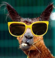 Community Post 33 Animals Wearing Glasses Silly Animals Cute Animals Funny Animal Pictures