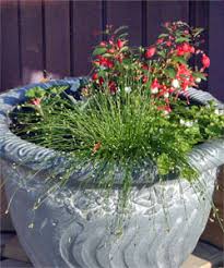 Image result for Isolepis sp.no.1