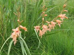 Image result for Gladiolus serapiiflorus