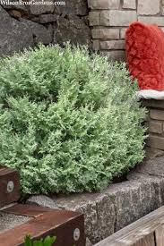 Image result for Vepris sansibarensis