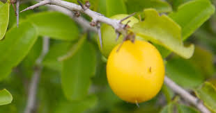 Image result for Ximenia americana