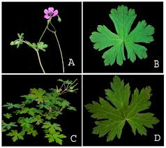 Image result for Geranium ocellatum