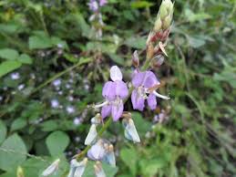 Image result for Desmodium uncinatum