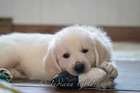 In the uk you won't get a lot of change from £1000 for a purebred goldie pup. Indiana Goldens English Cream Golden Retriever Indiana Goldens