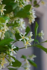 Jasmine In Savannah Georgia Jardines Verde