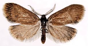 Image result for Psyche casta