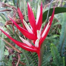 Pin On Tropicals