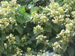 Image result for Cordia africana
