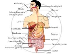 A complete list of muscular system quizzes; A Draw A Labelled Diagram Of The Human Digestive System With The Help Of This Diagram Describe The Process Of Digestion Of Food In Man Humans Science Shaalaa Com