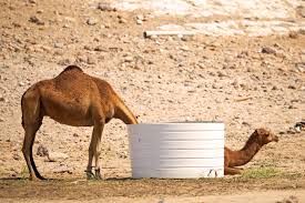They lived on the banks of a beautiful river, on the other side of the village was a village and a sugar cane field. When Two Camels Become One Animal Appears To Have Freakishly Long Neck In Optical Illusion Shot Caters News Agency
