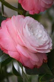 Buy Desire Camellia Japonica Free Shipping For Sale Online From Wilson Bros Gardens Online Garden Online Camellia Florida Flowers