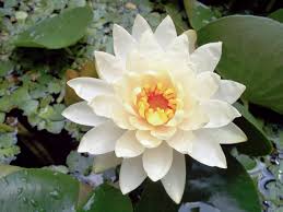 Image result for Nymphaea divaricata