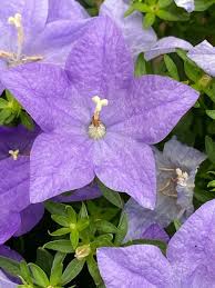 Image result for Carvalhoa campanulata