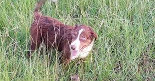 Border Collie Puppy For Sale In Paige Tx Adn 44591 On Puppyfinder Com Gender Male Age Border Collie Puppies Border Collie Puppies For Sale Puppies For Sale