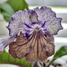 Image result for Streptocarpus leptopus