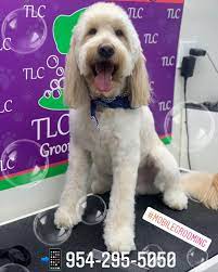 Dog boarding, dog walking, house sitting Tlc Pet Care Services Announces Mobile Grooming Now Available