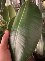 Little tears or a munching insect could easily do. Rubber Plants Ultimate Growing Guide And 16 Common Problems