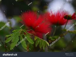 Image result for Calliandra tweedii