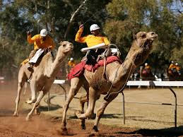 So why do camels store fat in these humps instead of having it spread equally throughout their bodies, like other mammals? Would You Ever Race A Camel Conde Nast Traveler