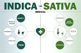 Sativa Vs Indica Vs Hybrid Understanding The Difference