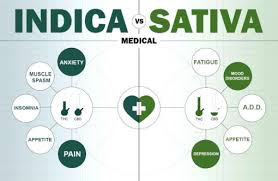 sativa vs indica vs hybrid understanding the difference