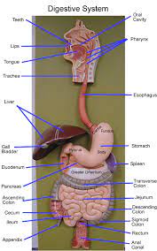 The digestive system with sections labeled: 94 A P 5 Stomach Kidneys Ideas Anatomy And Physiology Physiology Anatomy
