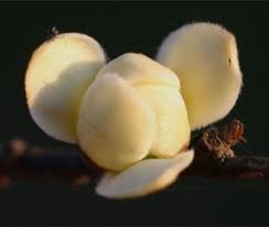 Image result for Cleistochlamys