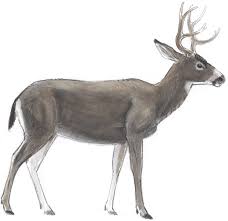 5 out of 5 stars. How To Draw A Deer Anatomy John Muir Laws