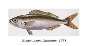 Image result for Boops boops