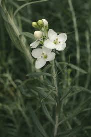 Image result for Gomphostigma