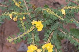 Image result for Chamaecrista