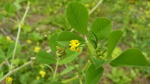 Image result for Medicago polymorpha