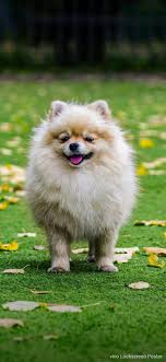 She obtained her bachelor's degree from. Pin By Deen Khan On Beautiful Wallpapers Dry Paws Dogs My Family And Other Animals