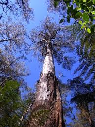 Victoria Has Some Of The Largest And Tallest Trees On The Planet Eucalyptus Regnans Known Locally As Mountain Ash Has The P Giant Tree Tree Images Tall Trees