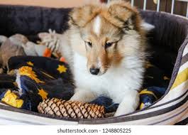 We have one male thirteen weeks old and one male ten weeks old and two females ten weeks sheltie puppies for sale. Cute Sheltie Puppies Stock Photo And Image Collection By Lisjatina Shutterstock