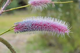 Check spelling or type a new query. Growing Australian Plants Agriculture And Food
