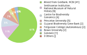Image result for Dinebra caudata