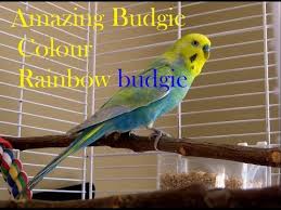 Rare Budgie Colors Budgie Parakeets In Variety Of Colors