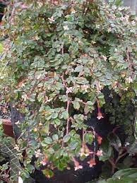 Pin On Begonias