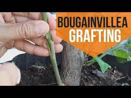 Pin On Bougainvillea