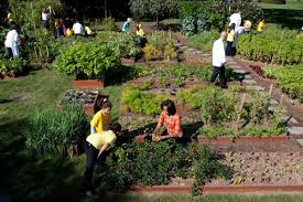 house kitchen garden fall harvest