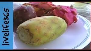 Seed packs from the cactiforum seed depot. How To Eat Cactus Fruit Prickly Pear Youtube