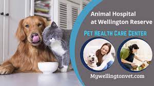 What to expect after my pet has spay/neuter surgery. Pin On Animal Hospital