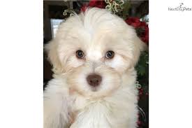Vicky's toy puppies offers hypoallergenic puppies for sale throughout the state of texas. Malti Poo Maltipoo Puppy For Sale Near Dallas X2f Fort Worth Texas 60d80ab3 F961 Maltipoo Puppy Maltipoo Puppies For Sale Maltipoo
