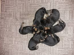 Image result for sedmihradský honič