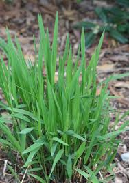 Image result for Chasmanthium